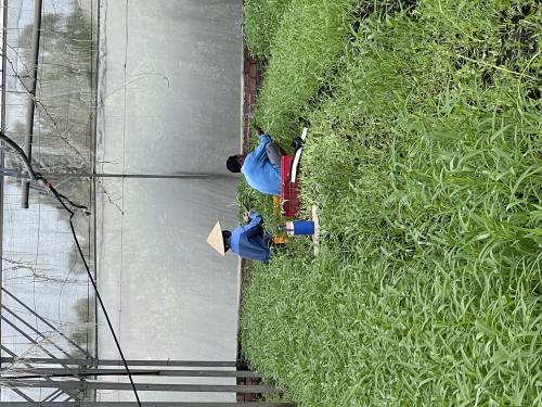 thu hoạch 29/06/2026