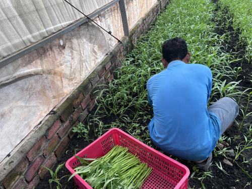 thu hoạch 01/07/2026