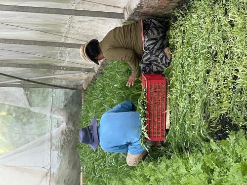 thu hoạch 22/07/2026