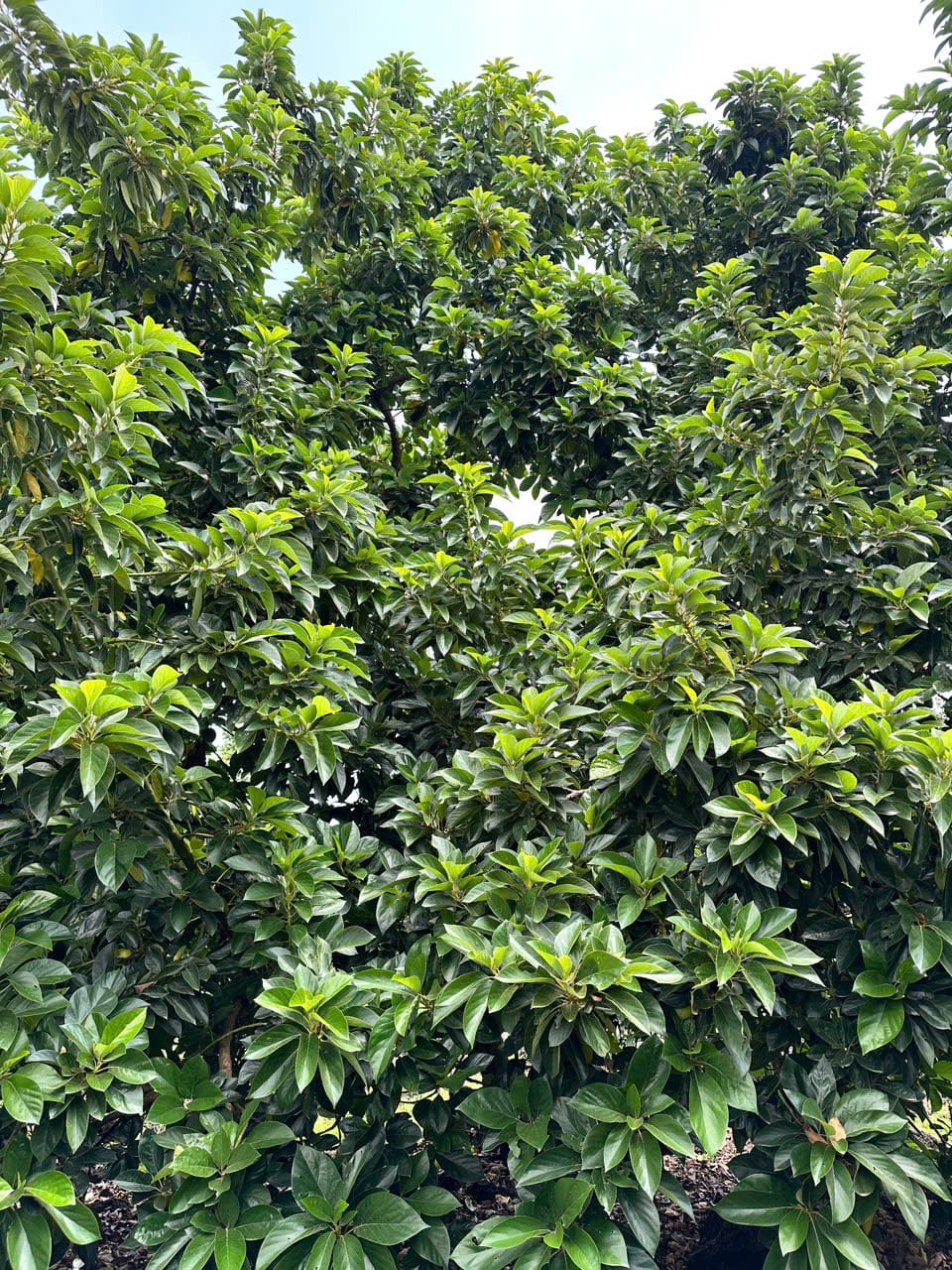 Bơ không tên